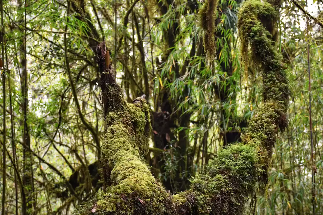 Photo of This Unexplored Trai