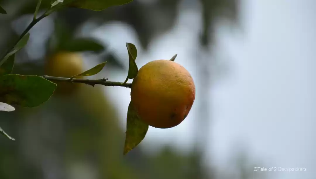 Photo of Guarded By The Lush 