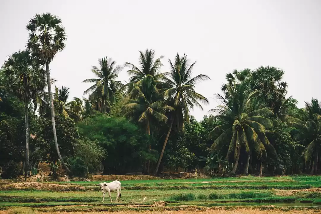 Photo of Visit the backwaters