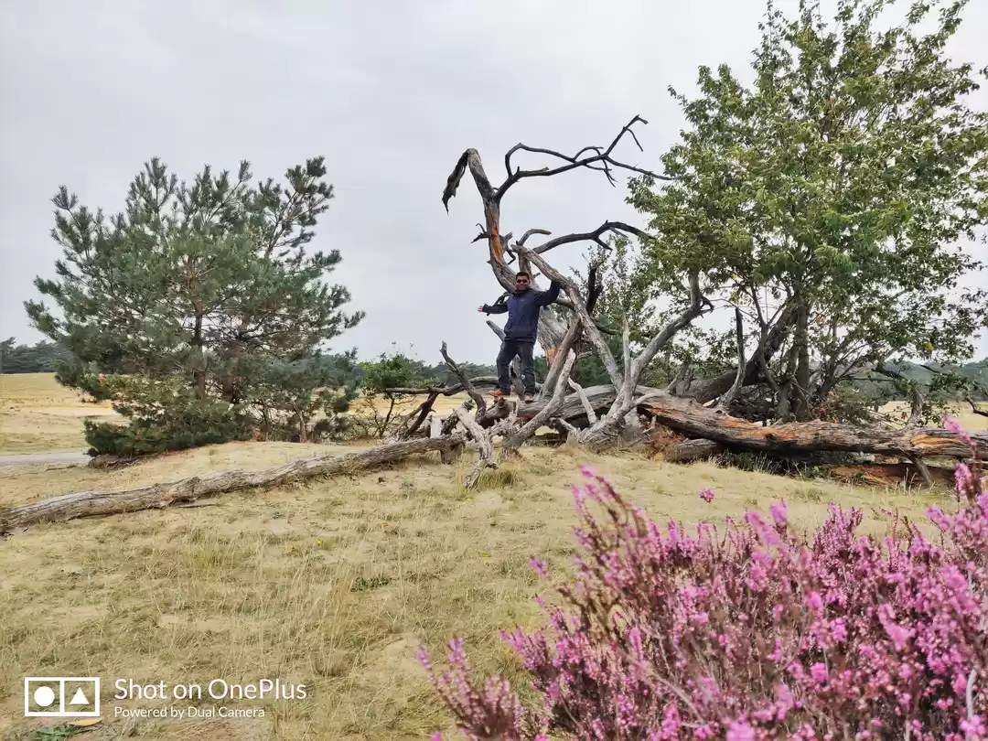 Photo of An Autumn savory: Ar