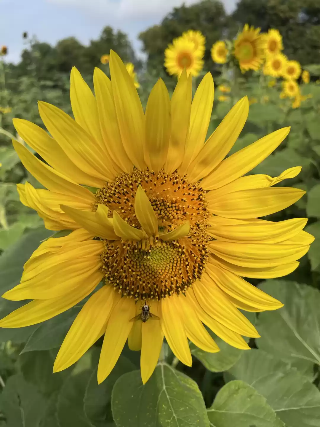 Photo of Sunflower picking in