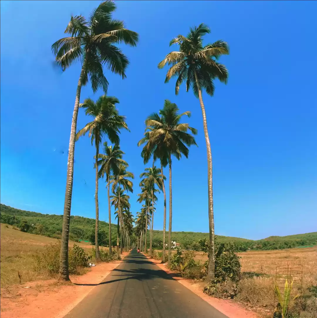Photo of PARRA COCONUT ROAD 