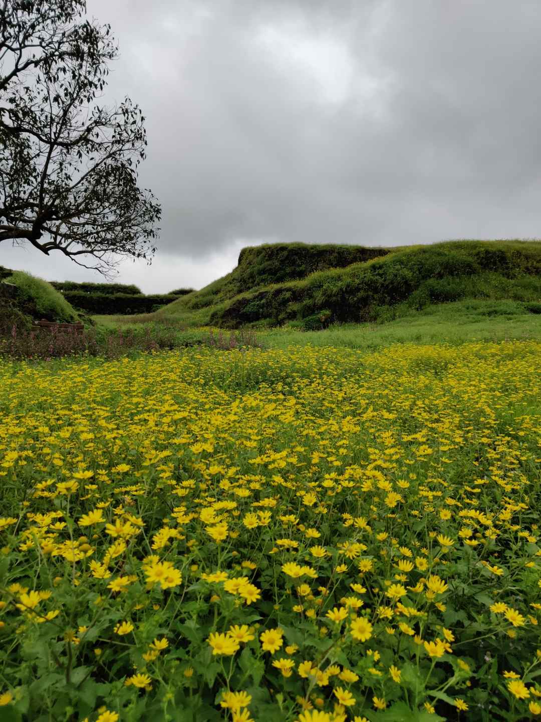 Yellow Carpet of Flowers Near Pune (Korigad Fort) - Tripoto