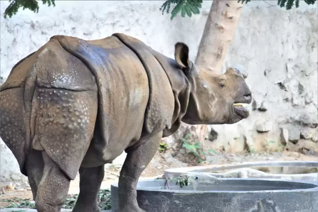 Photo of Vandalur Zoo "An awe