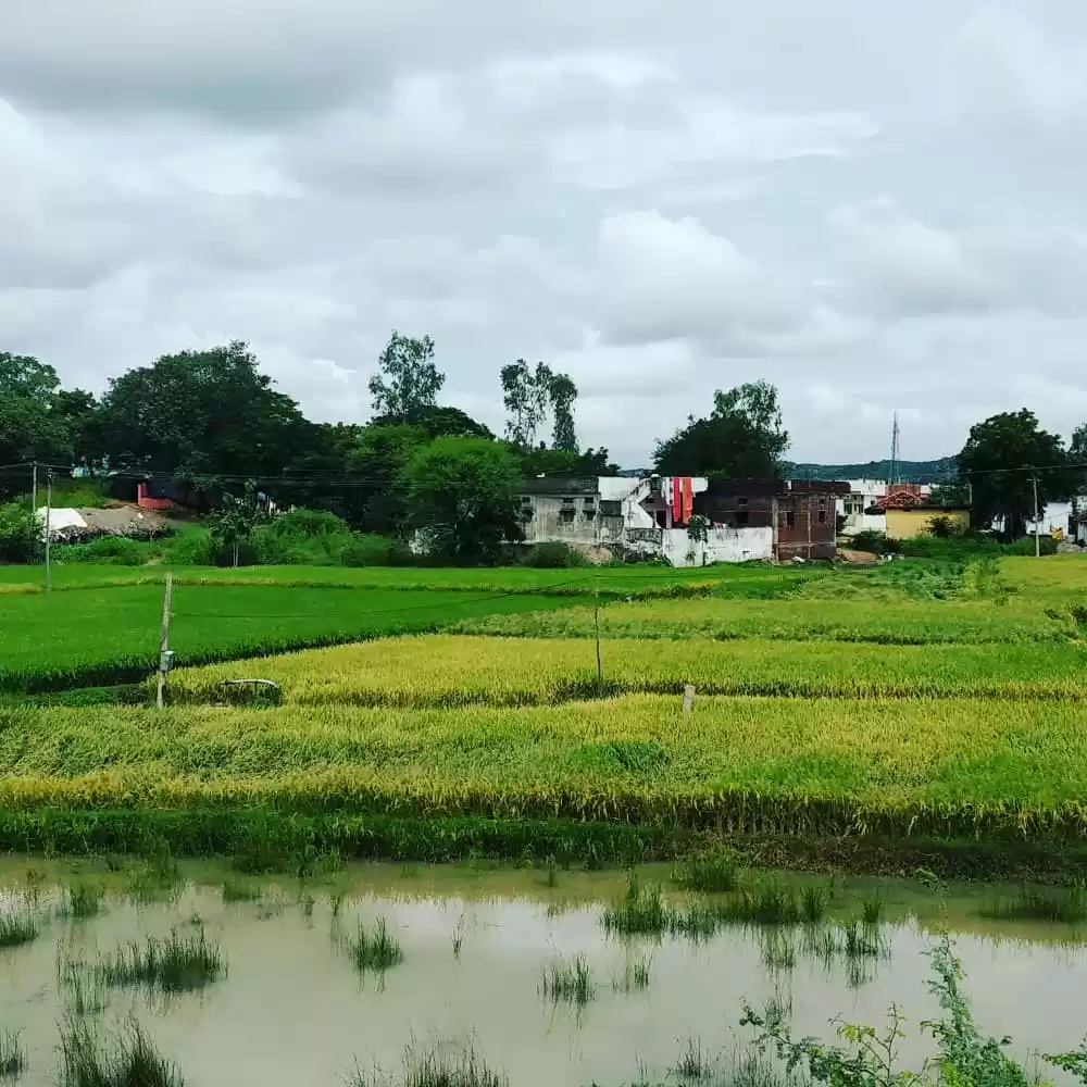 Photo of Beautyof Agriculture