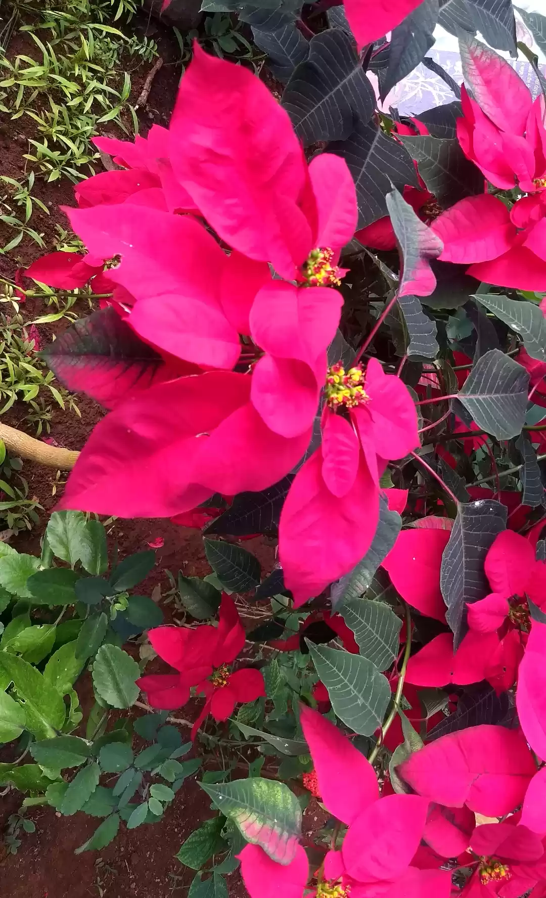 Photo of Leaving behind footp