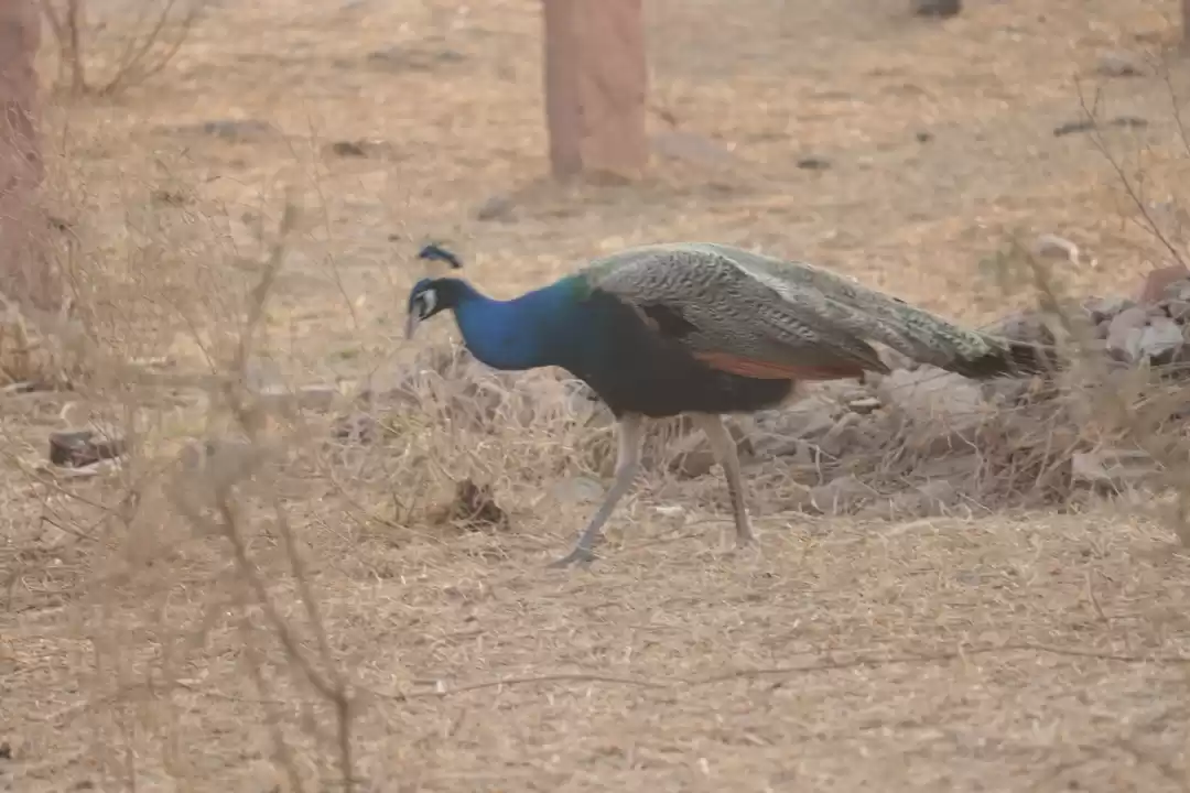 Photo of Peacocks in Salasar