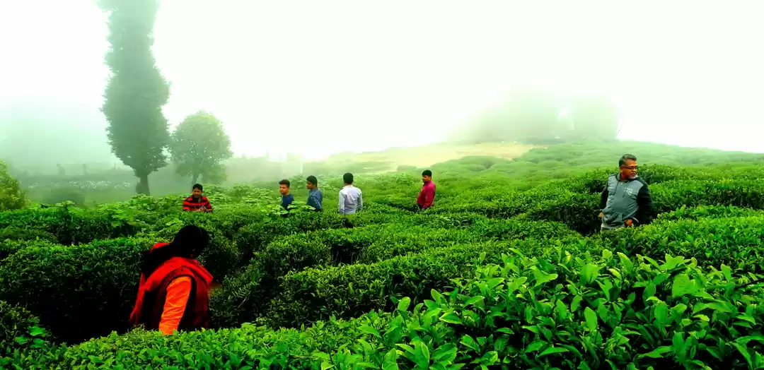 Photo of Tea gardens 