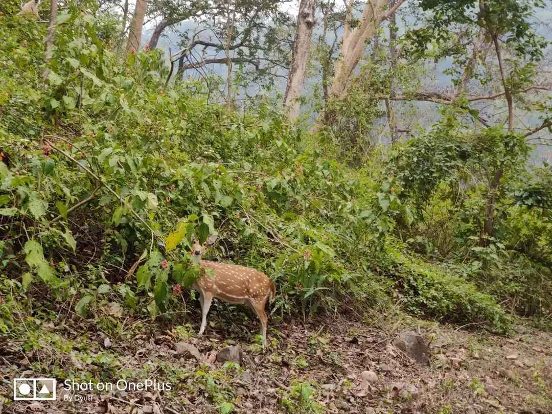Photo of A trip to the forest