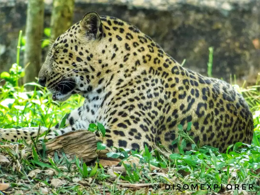 Photo of Explore the Nandanka