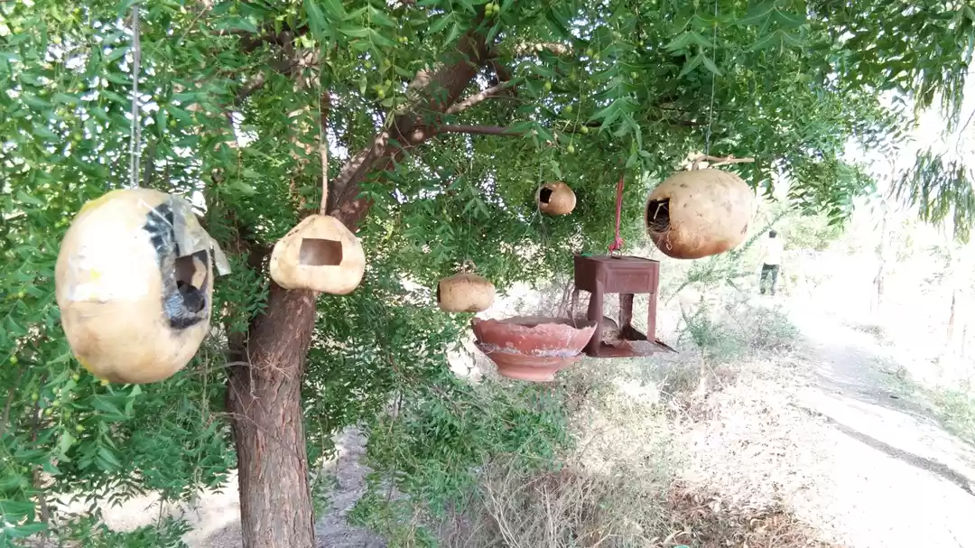 Photo of Bird's Nest for cons