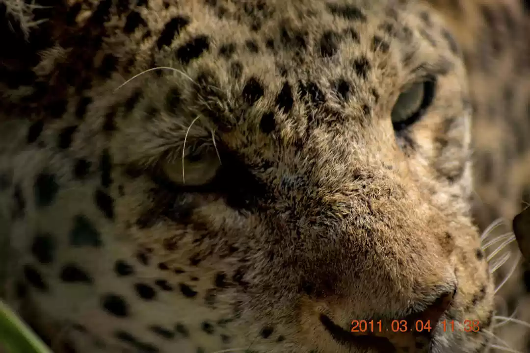 Photo of Big Cat Diaries !!! 