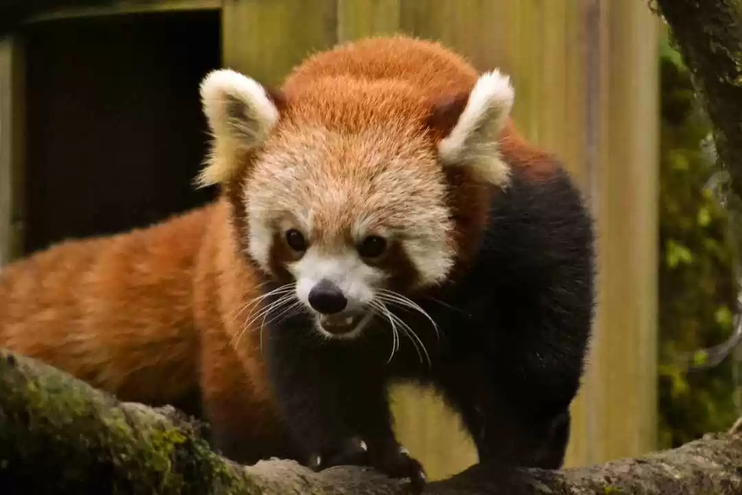 Photo of The Elusive Red Pand