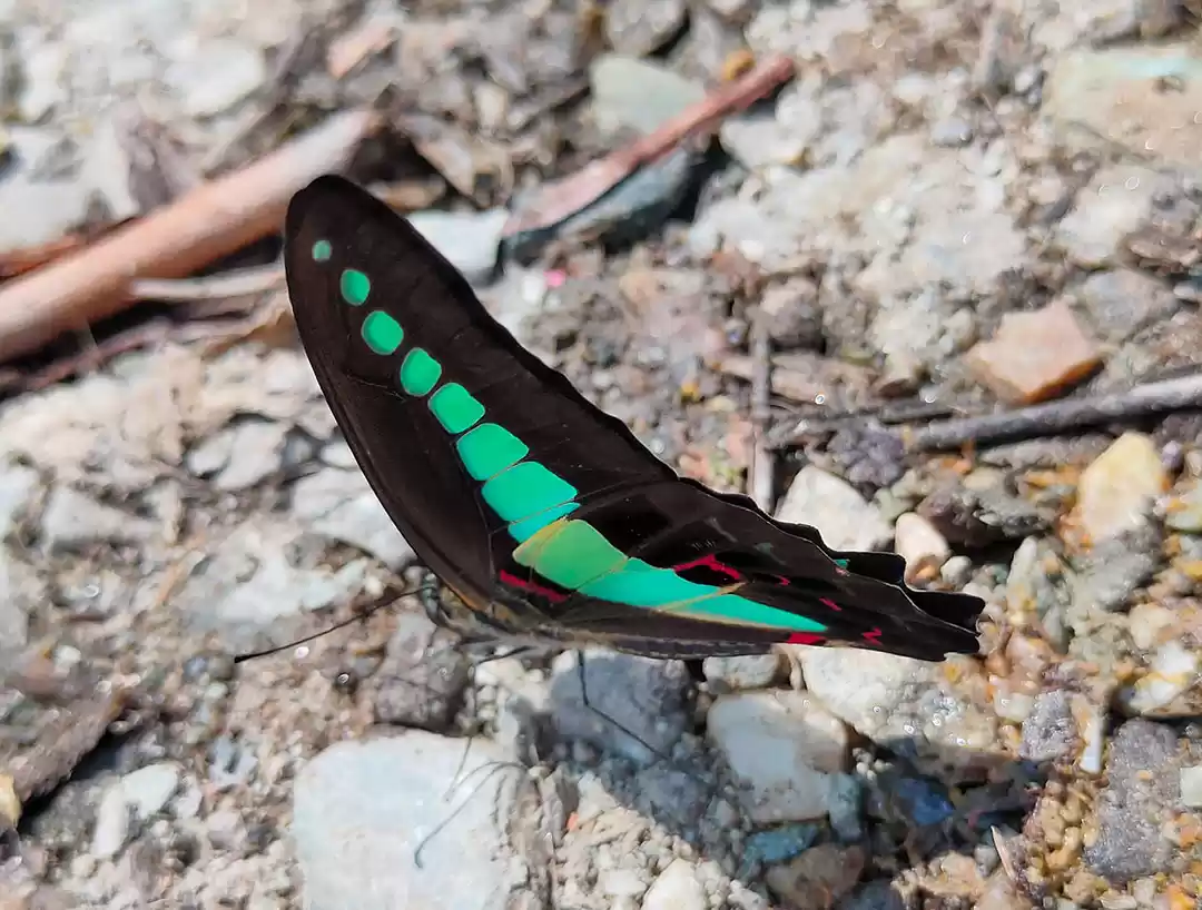 Photo of Butterflies are natu