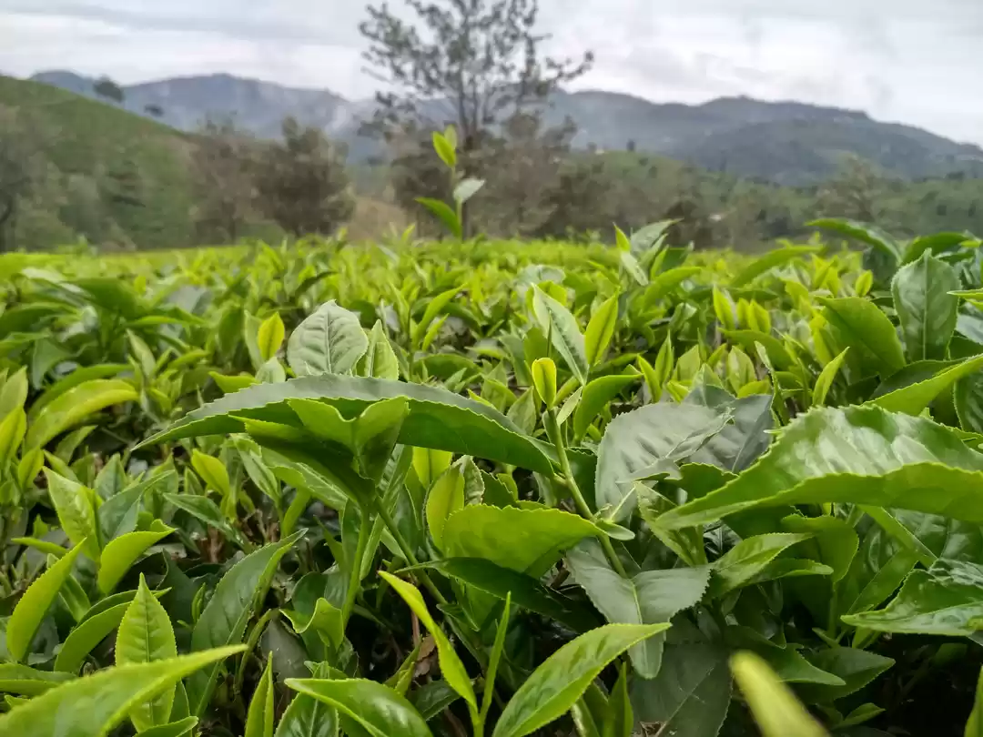 Photo of Coonoor-A Nilgiri ge
