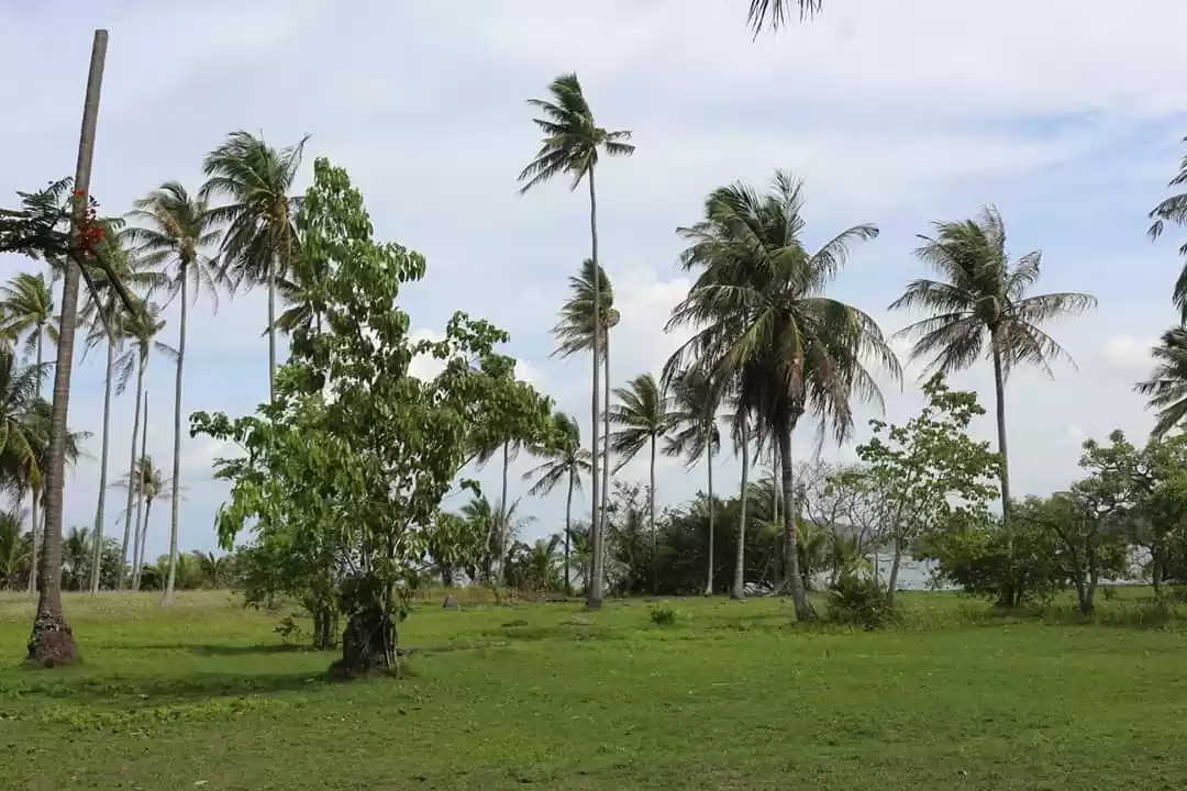 Photo of Bamboo Island #colou