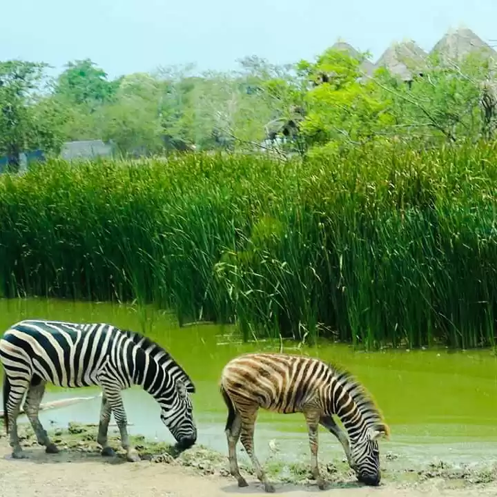 Photo of Bangkok Zoo