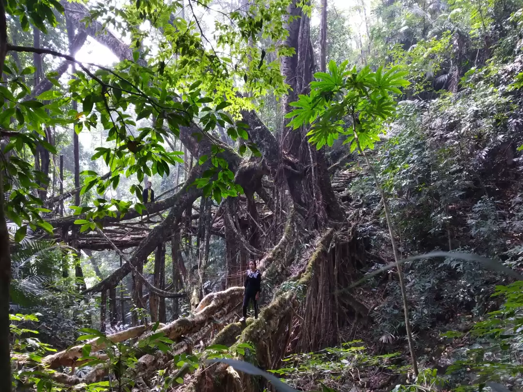 Photo of Singing village or 