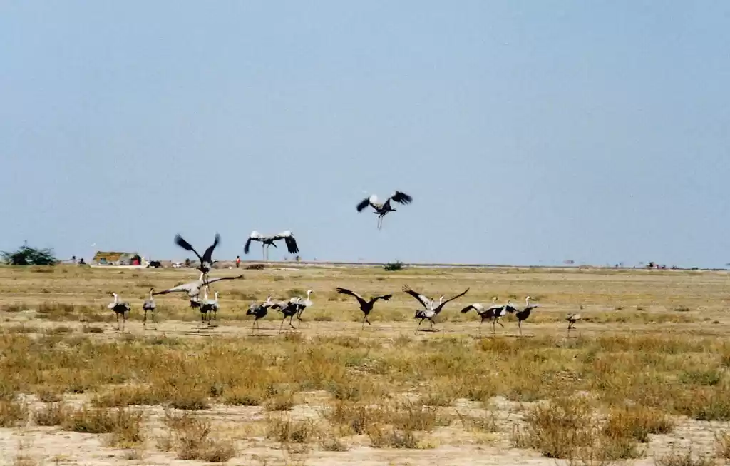 Photo of Not So Little Rann o