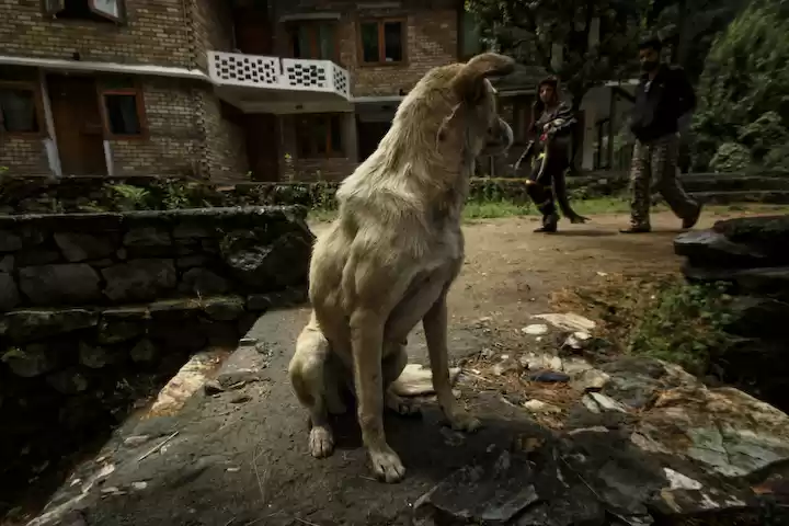 Photo of High in the Himalaya