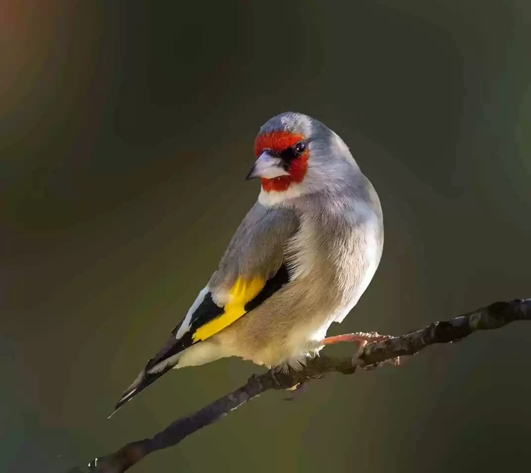 Photo of Munsiari birding tou