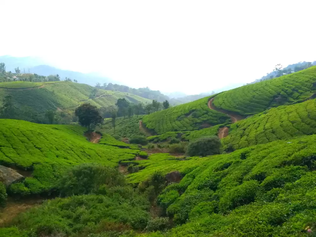 Photo of Munnar Simplified - 