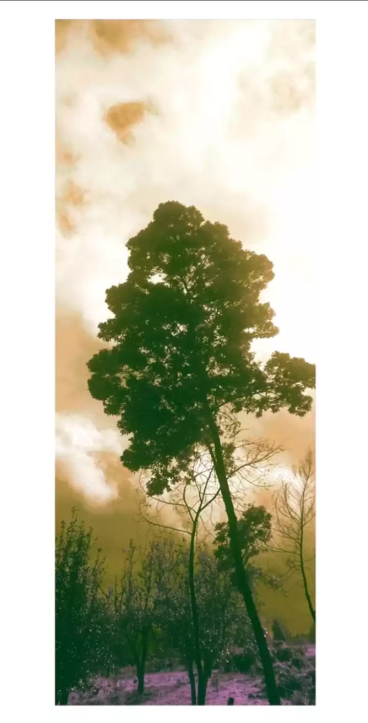 Photo of Save Tree , Preserve