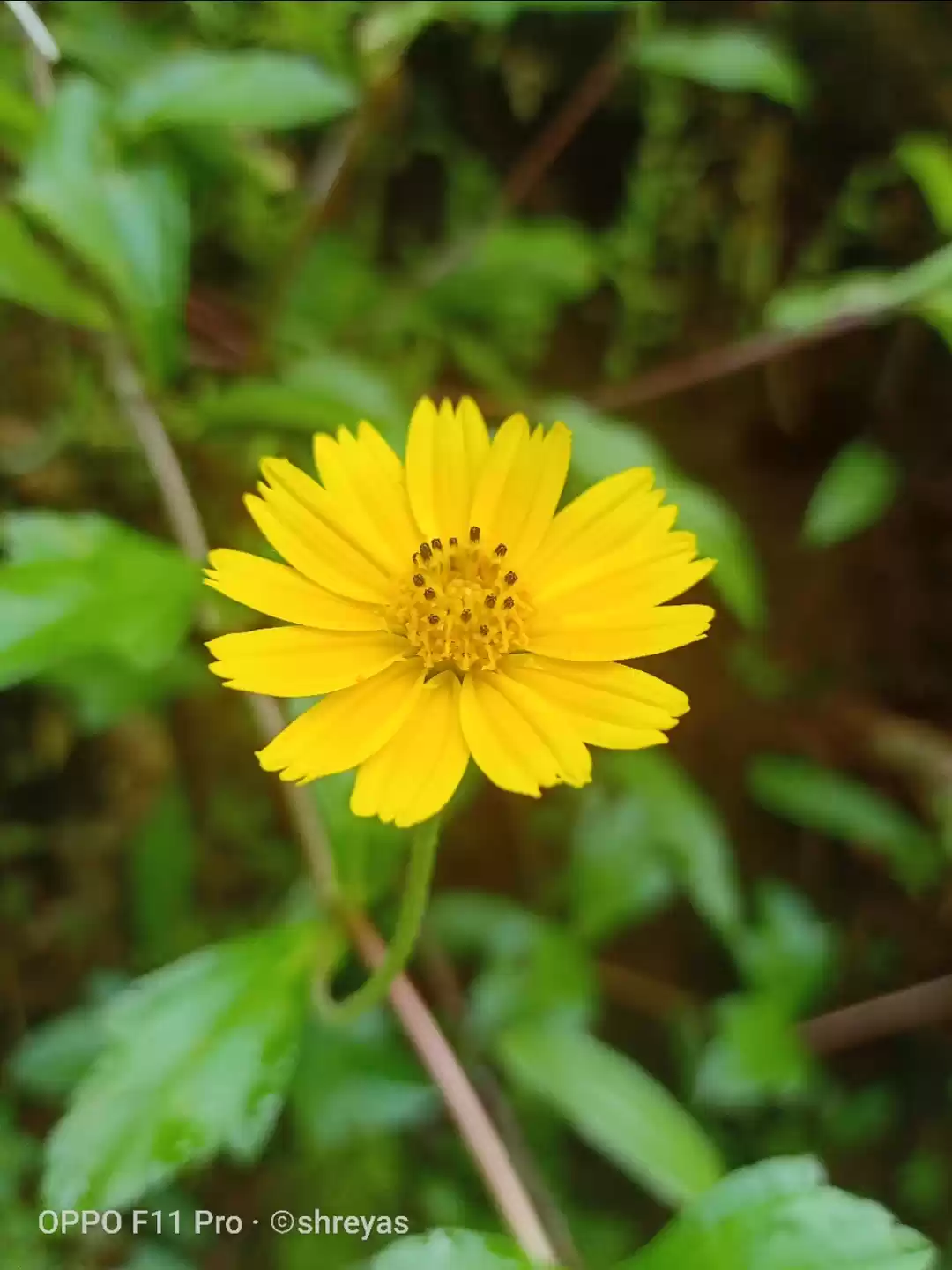 Photo of Shreyas Ajekar