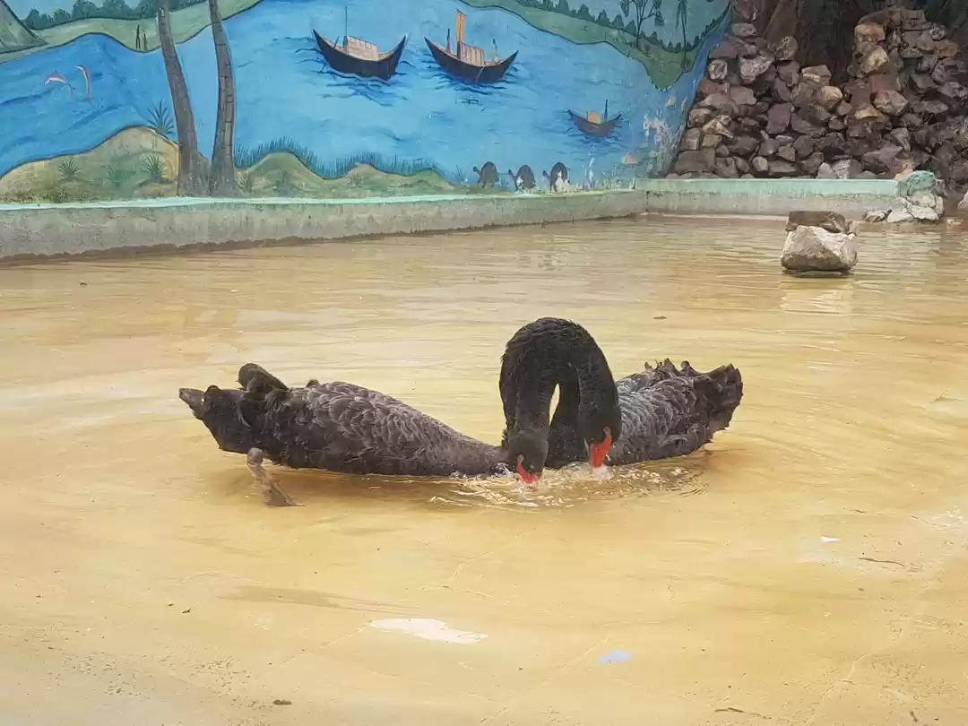 Photo of Patna zoo patna