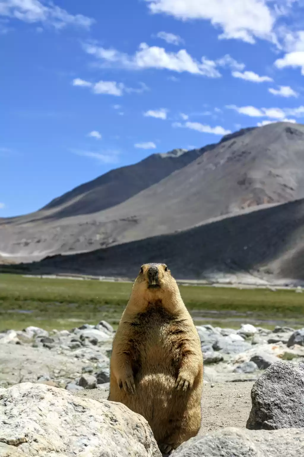 Photo of Himalayan Marmot