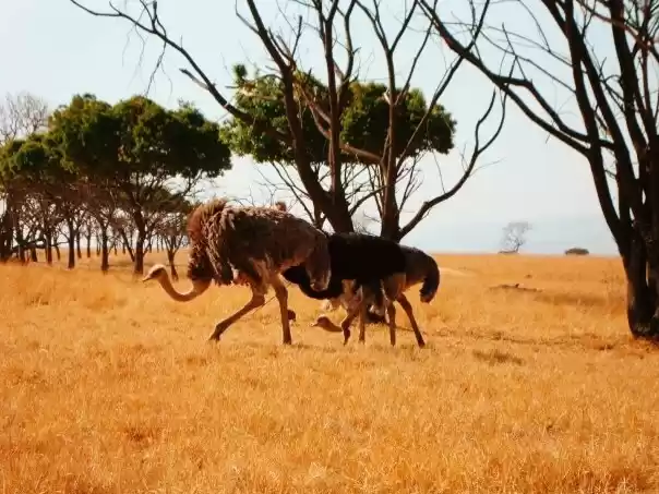 Photo of Johannesburg (South 