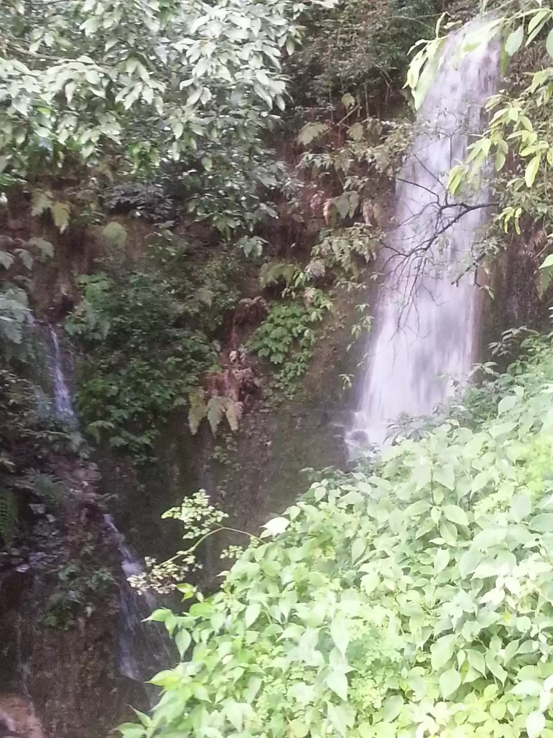 Photo of A little nothing lea