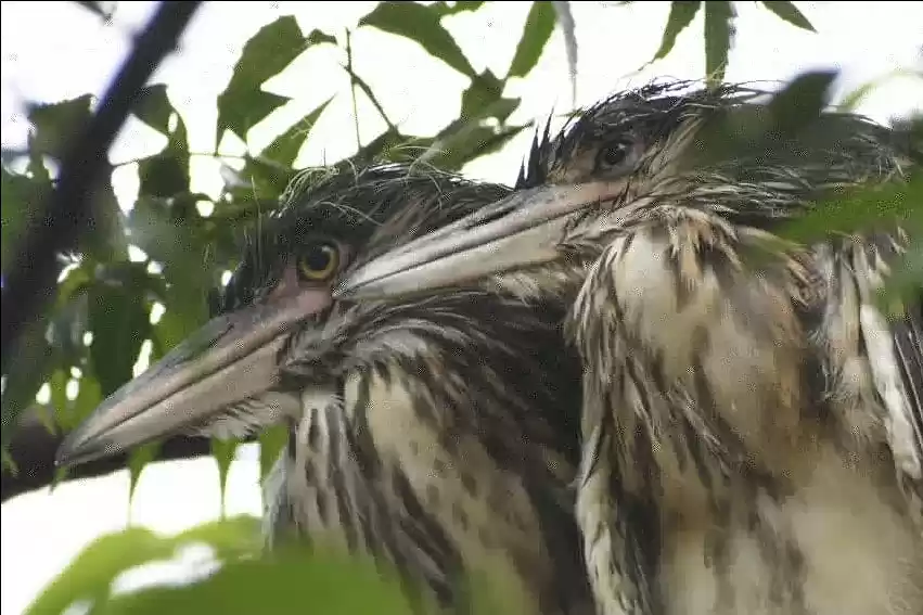 Photo of Anasagar, ajmer