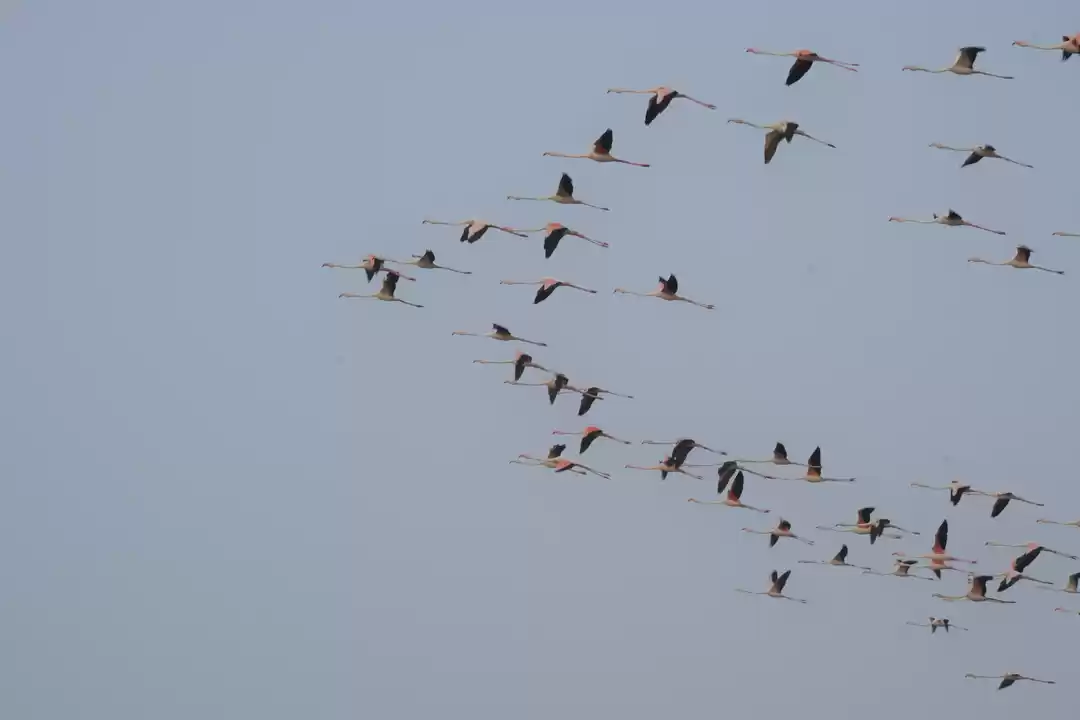 Photo of Sambar lake