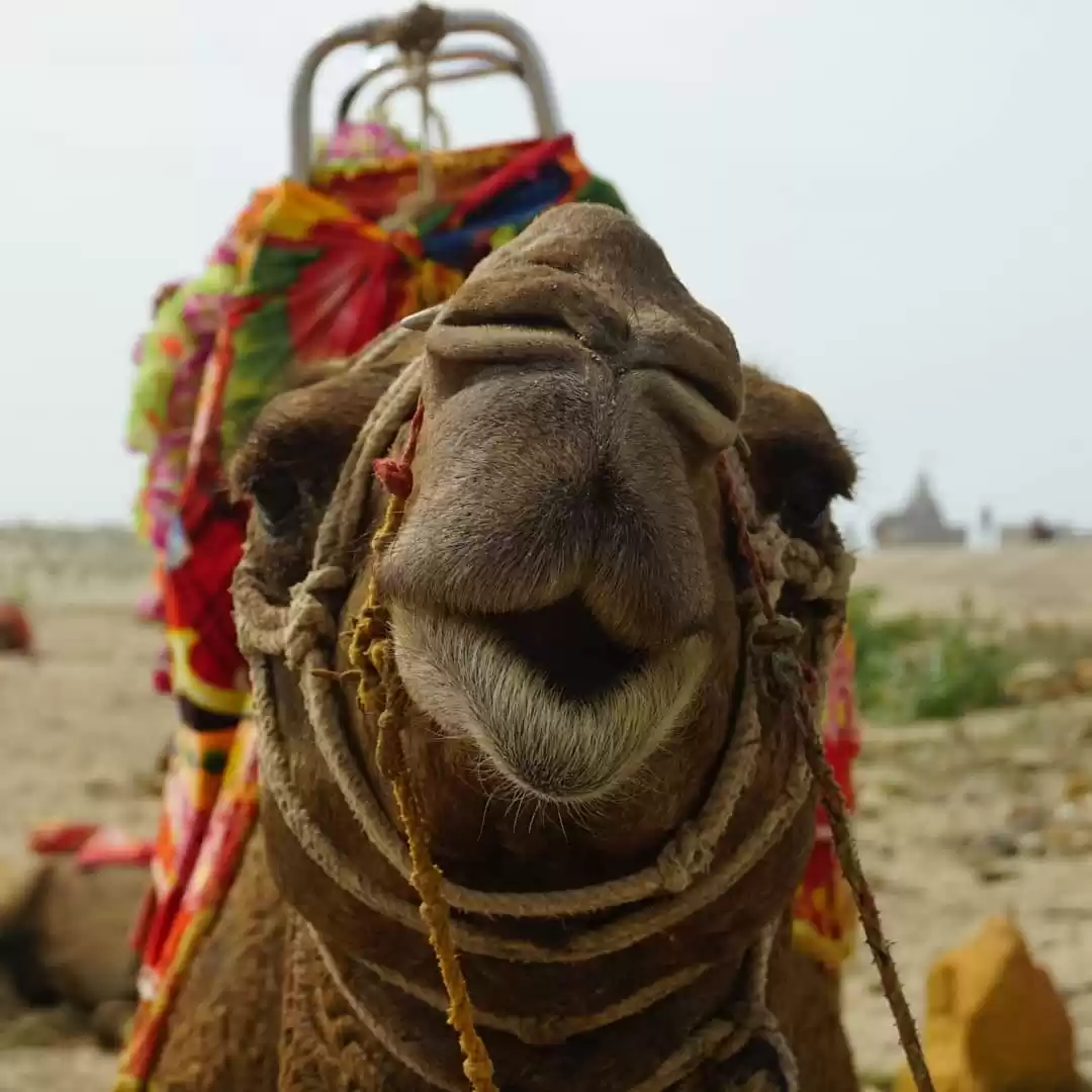 Photo of The Dwarika