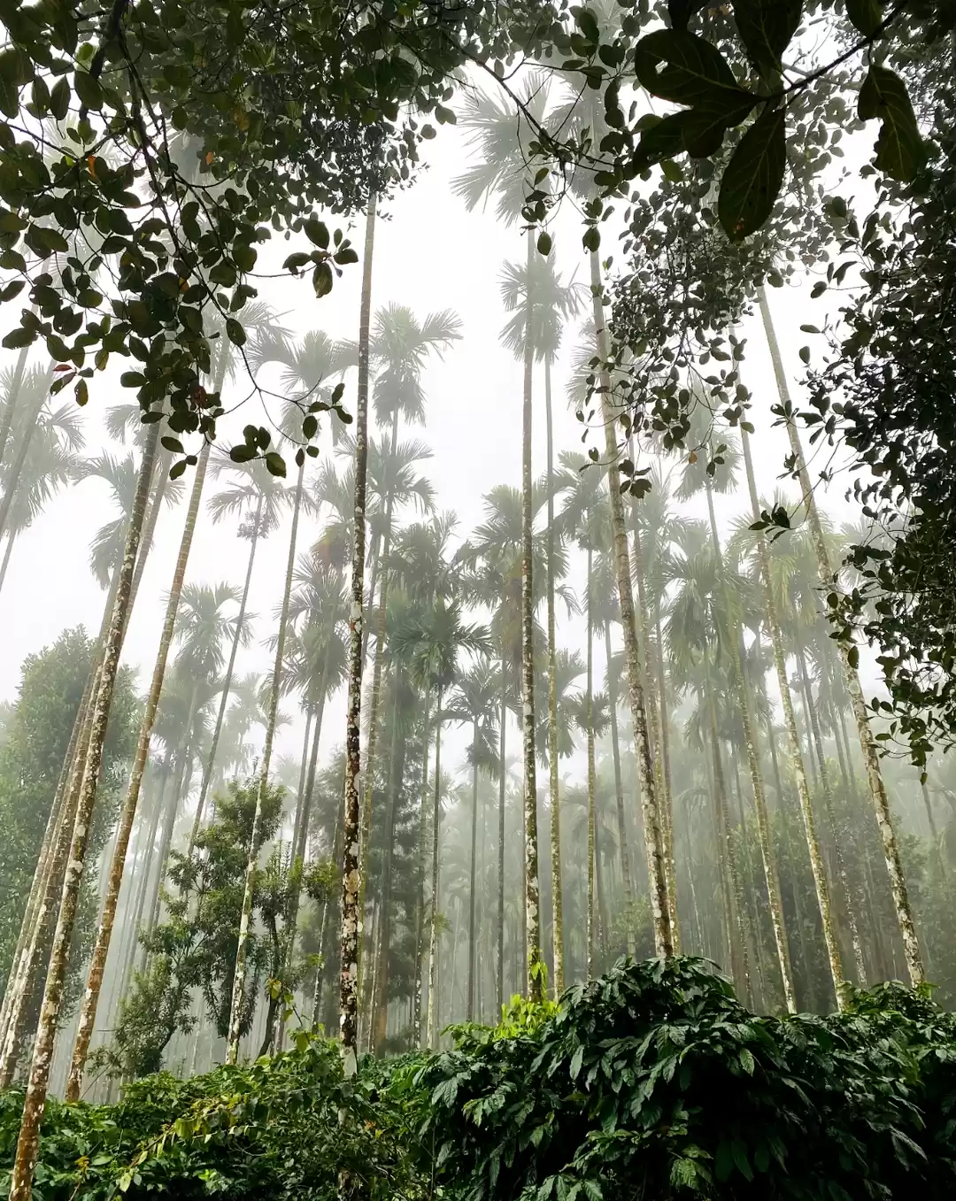 Photo of Sureal Horanadu