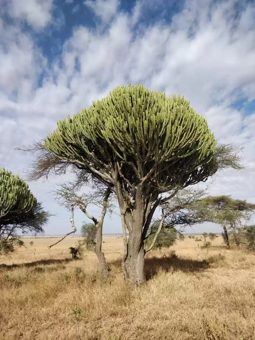 Photo of The Great African Sa