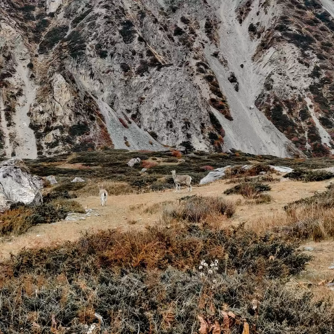 Photo of Trekking in Nepal -