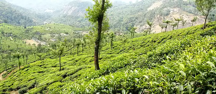 Photo of Face Off with Nature