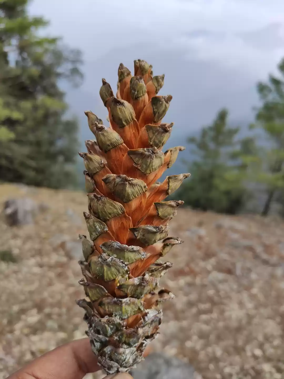 Photo of #pangoot #nainital