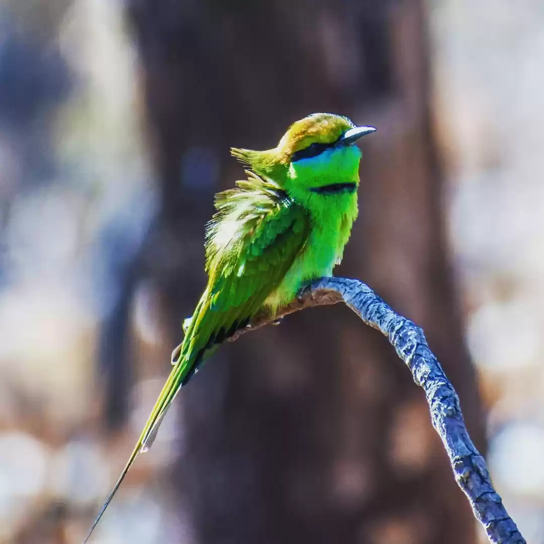 Photo of Wildlife of Gir fore