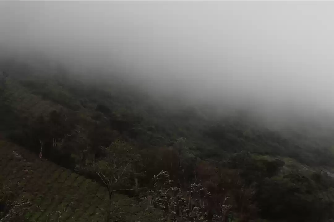 Photo of Into the land of pea