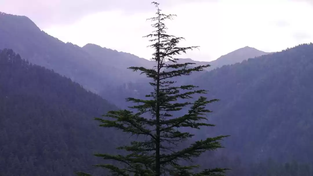 Photo of Jibhi: ‘Home’ Away F