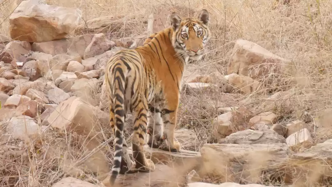 Photo of Panna Tiger Reserve 