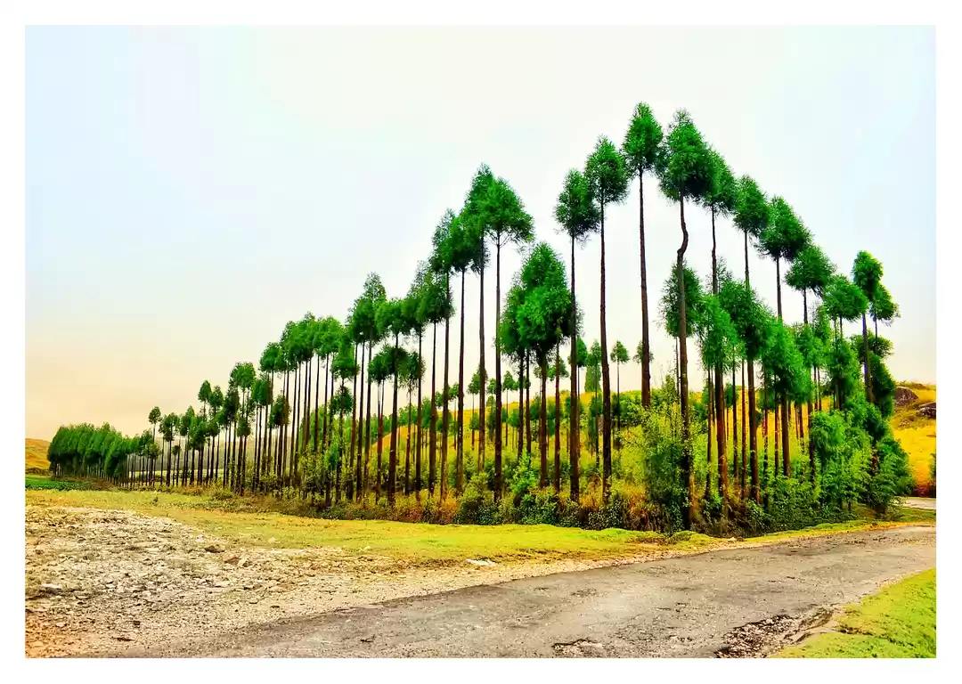 Photo of Shillong: A Journey 