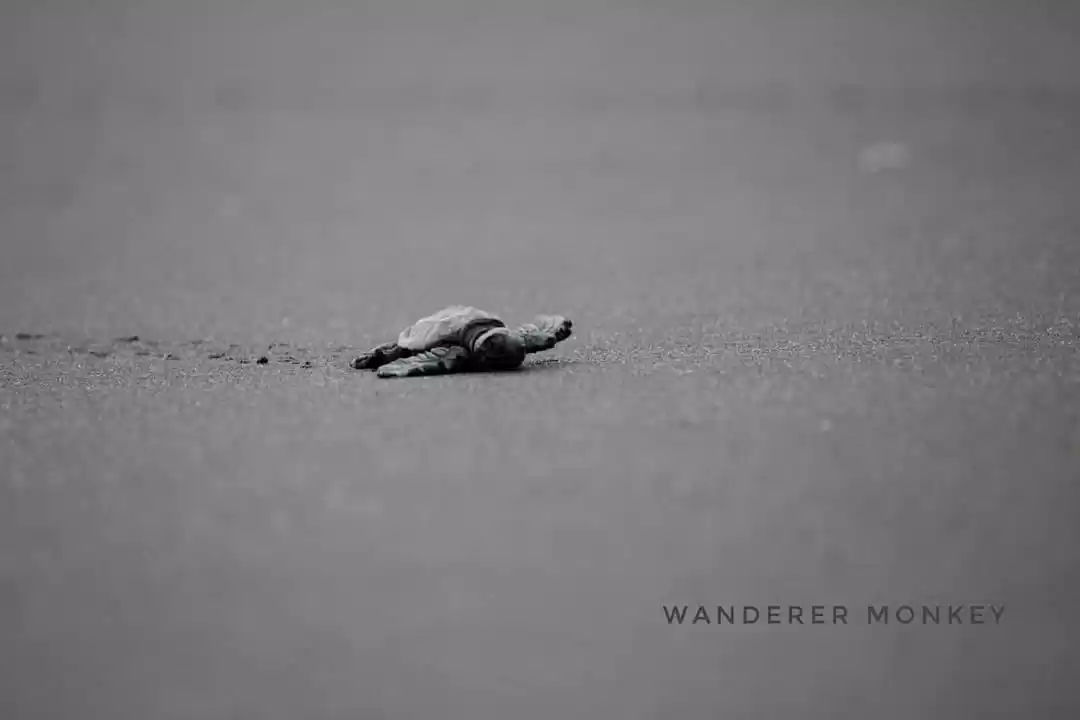 Photo of Steps of baby wander