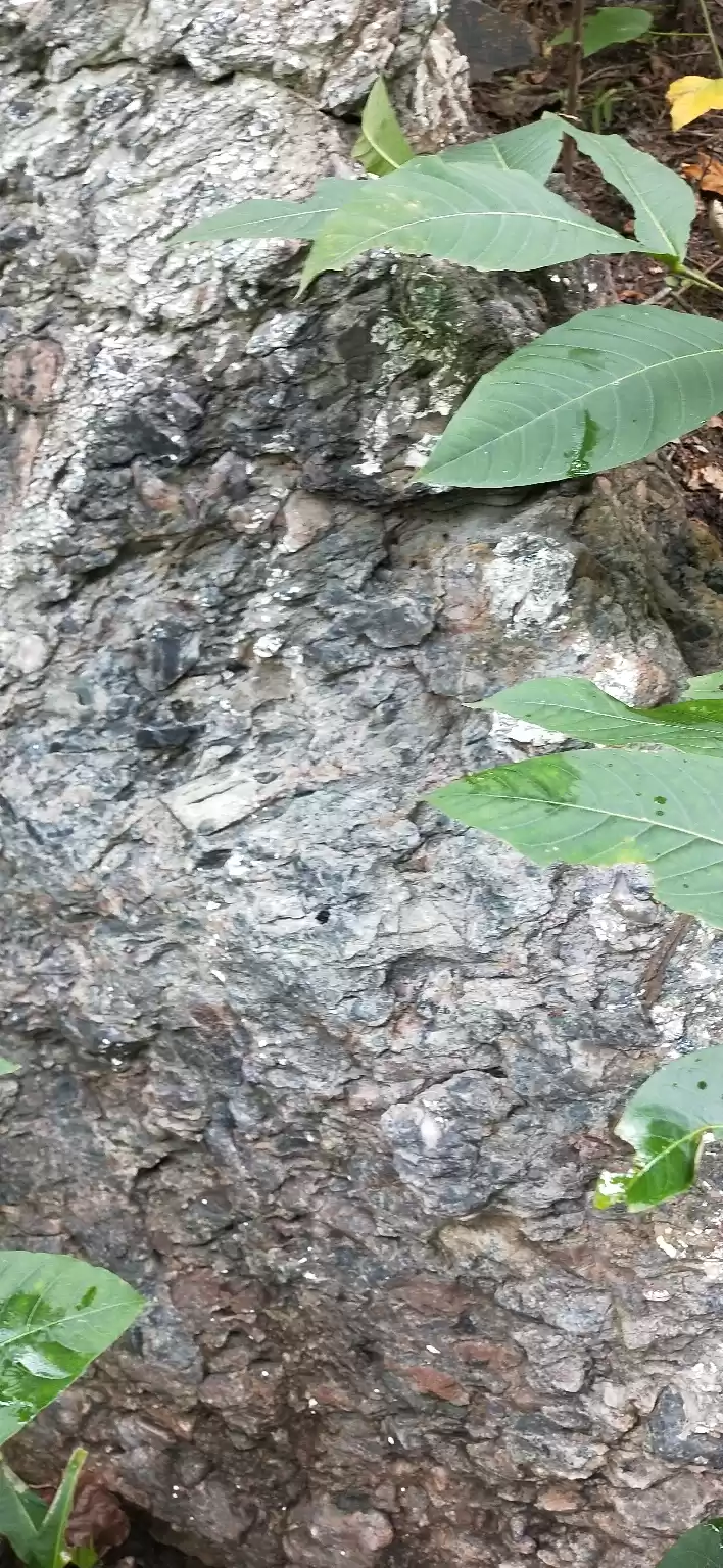 Photo of Beautiful jambughoda