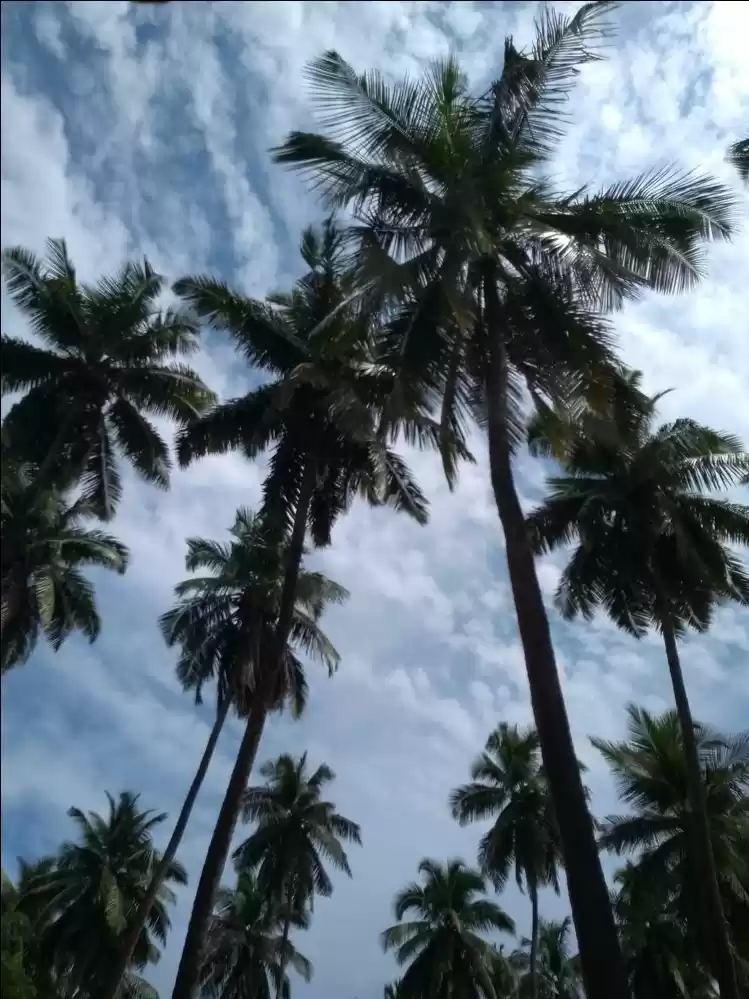 Photo of Rose Island ( Netaji