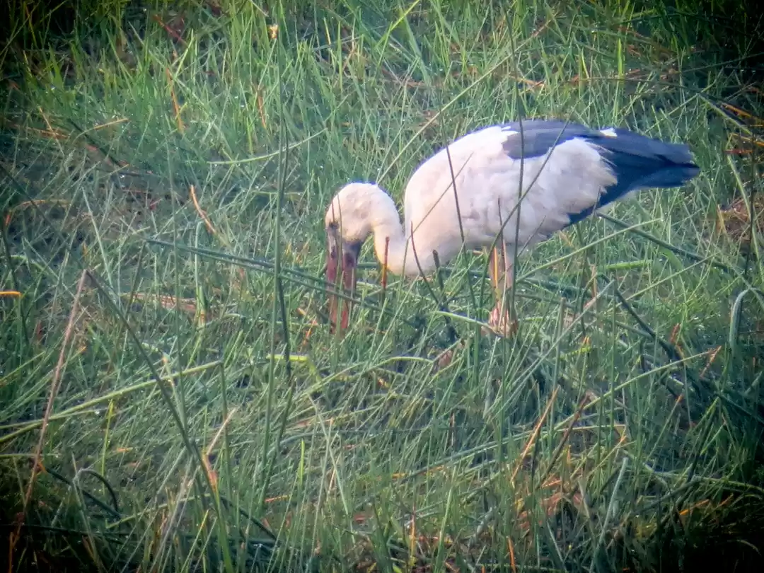 Photo of Paraswada lake@ Gond