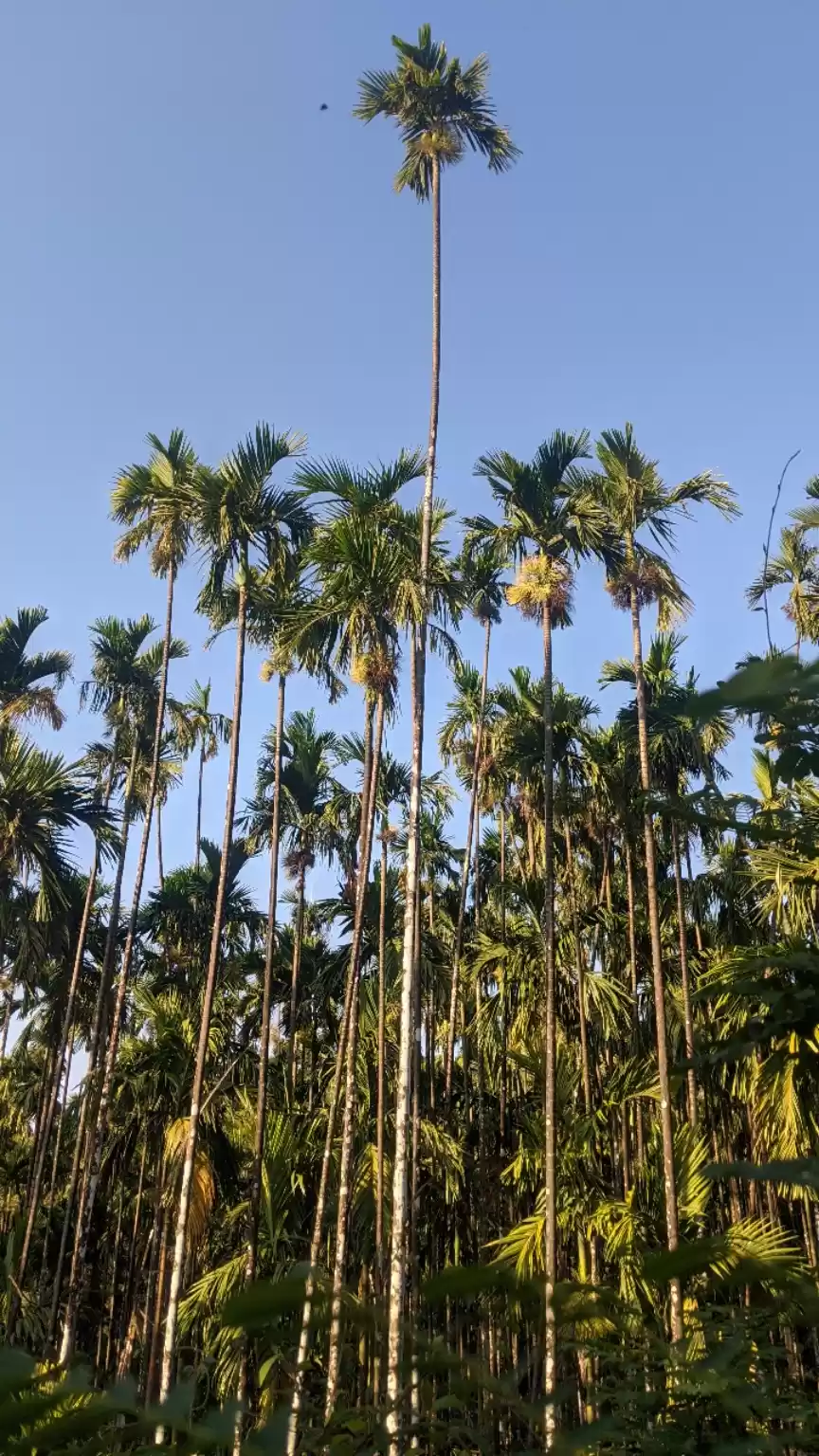 Photo of Kavimane, Kuppali